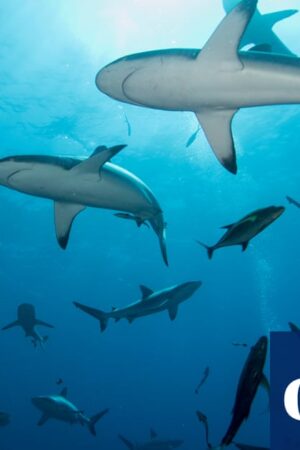 Man dies after shark bite while fishing with family off Queensland coast