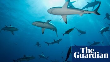 Man dies after shark bite while fishing with family off Queensland coast