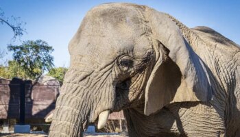 Muere en el Zoo de Barcelona Yoyo, la elefanta más longeva del mundo