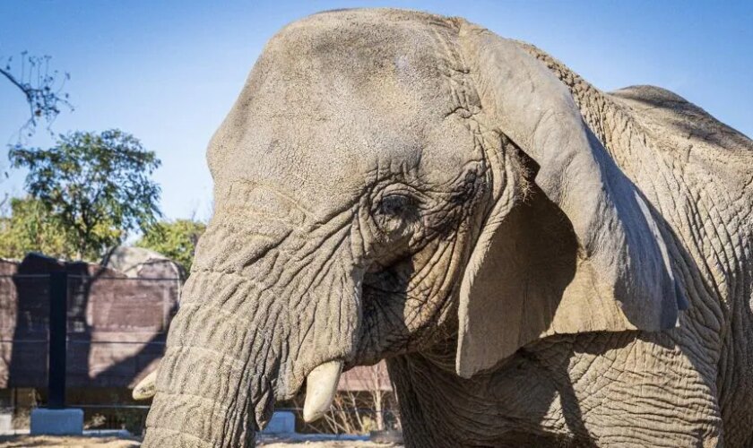 Muere en el Zoo de Barcelona Yoyo, la elefanta más longeva del mundo