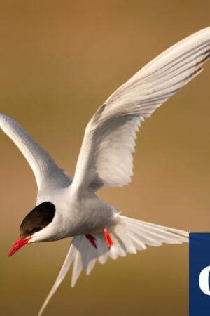 National Trust records ‘alarming’ drop in insects and seabirds at its sites