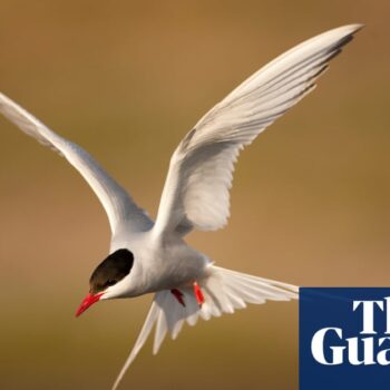 National Trust records ‘alarming’ drop in insects and seabirds at its sites