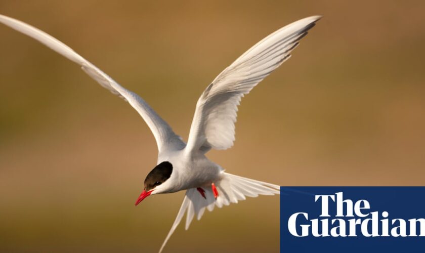 National Trust records ‘alarming’ drop in insects and seabirds at its sites