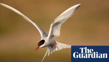 National Trust records ‘alarming’ drop in insects and seabirds at its sites