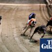 New Zealand plans to ban greyhound racing over animal welfare concerns