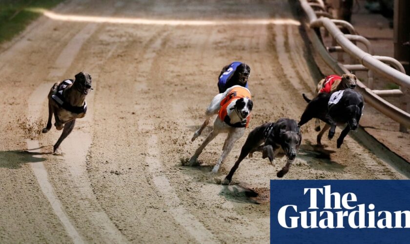 New Zealand plans to ban greyhound racing over animal welfare concerns