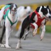 New Zealand to ban greyhound racing