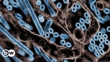 New vaccines show promise against seasonal, H5N1 flu strains