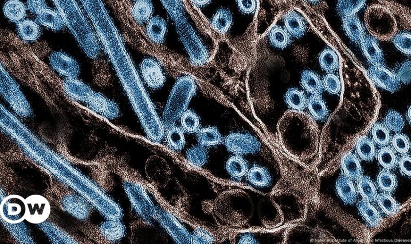 New vaccines show promise against seasonal, H5N1 flu strains