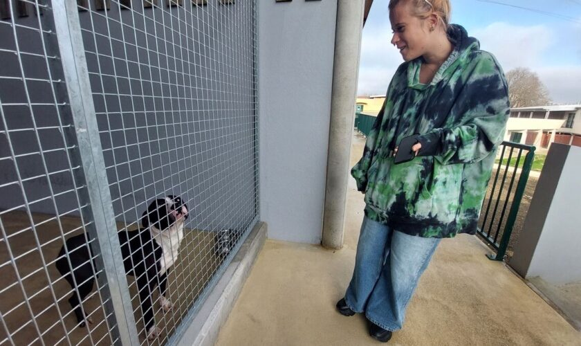 « On sent les animaux moins stressés » : à Gennevilliers, une journée au cœur du nouveau refuge de la SPA