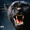 On the trail of Scotland's mysterious big cats