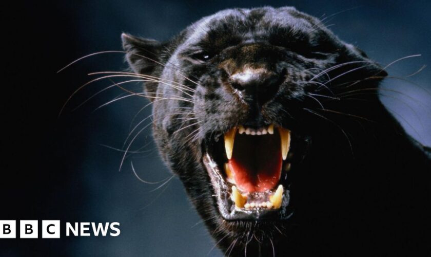 On the trail of Scotland's mysterious big cats