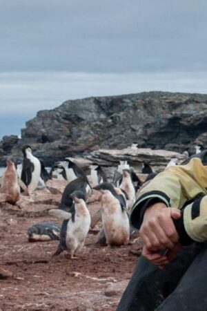 Penguins and iceberg-watching: Marking Christmas in Antarctica