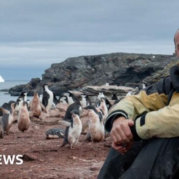 Penguins and iceberg-watching: Marking Christmas in Antarctica