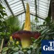 Plantwatch: the smelly deception of titan arum’s phallic spadix