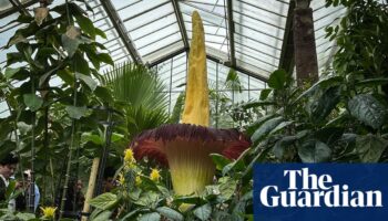 Plantwatch: the smelly deception of titan arum’s phallic spadix