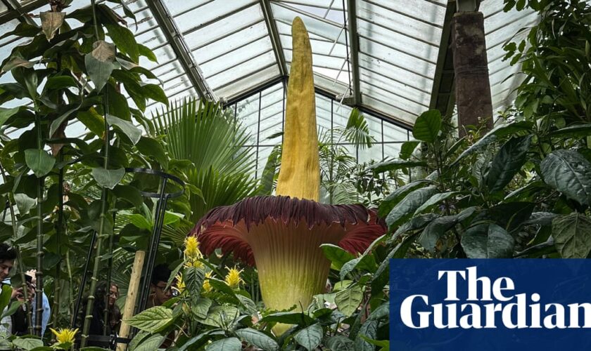 Plantwatch: the smelly deception of titan arum’s phallic spadix