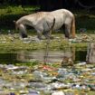 Plastikkrise: ExxonMobil wegen Plastikmüll vor Gericht