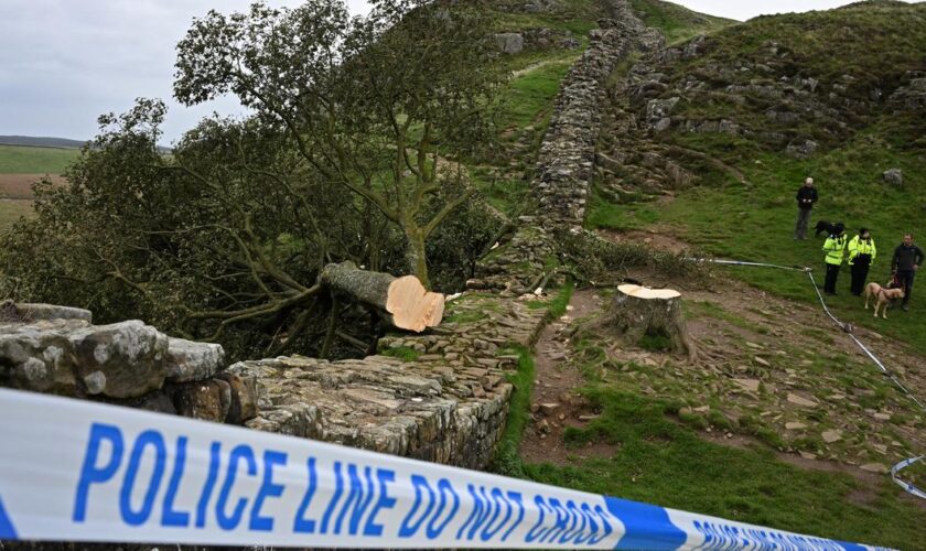 Procès du «Sycamore Gap» : qui a tué l’arbre le plus célèbre d’Angleterre ?