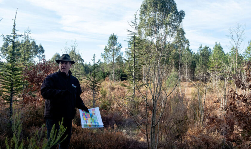 Résister aux incendies, canicules, maladies… Dans les Landes, la quête de l’arbre du futur fait feu de tout bois