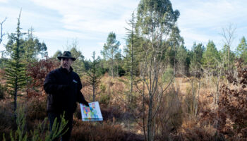 Résister aux incendies, canicules, maladies… Dans les Landes, la quête de l’arbre du futur fait feu de tout bois