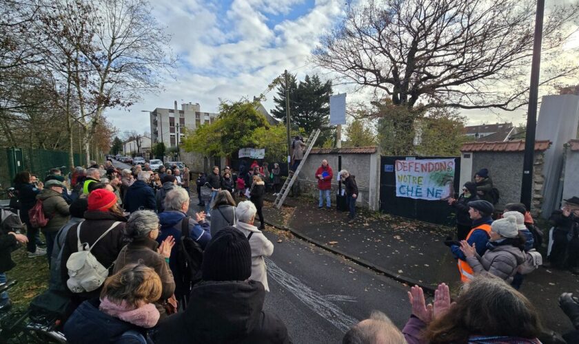 Saint-Maur-des-Fossés : après la polémique de l’« architecte fantôme », le grand chêne toujours menacé