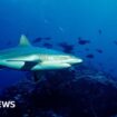 School chaplain killed in shark attack on Australia's Great Barrier Reef