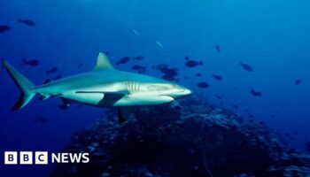 School chaplain killed in shark attack on Australia's Great Barrier Reef