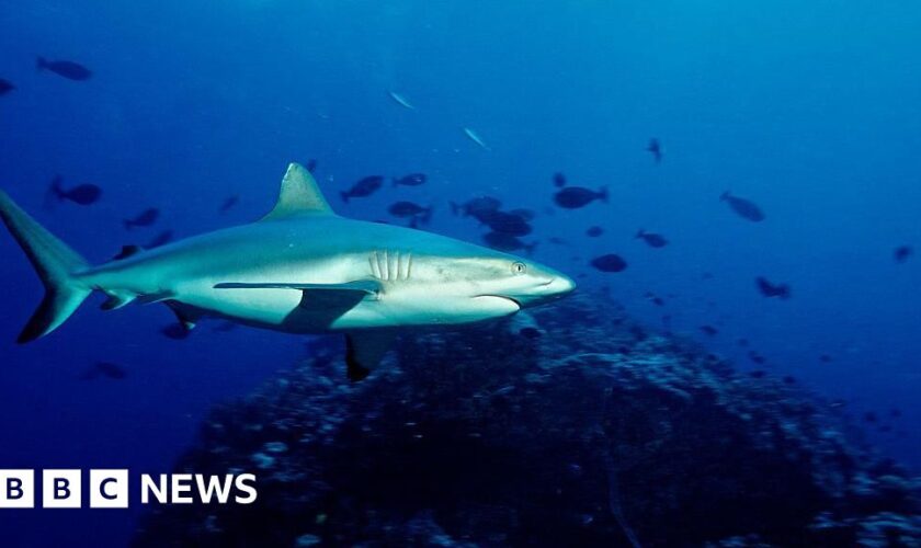 School chaplain killed in shark attack on Australia's Great Barrier Reef