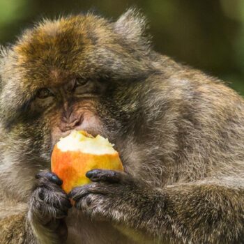 Scientists discover alcohol makes animals so randy they abandon standards for a mate