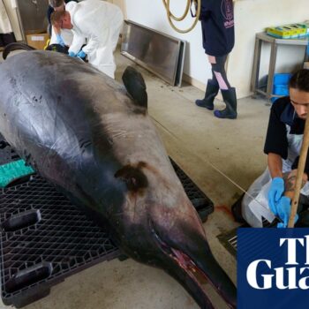 Scientists dissect ‘world’s rarest whale’ for clues on little-known species