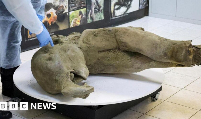 Scientists unveil 50,000-year-old baby mammoth remains