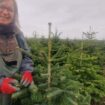 Seine-et-Marne : le succès fou des producteurs de sapins de Noël, qui croulent sous la demande