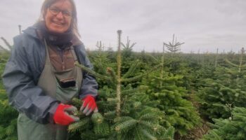 Seine-et-Marne : le succès fou des producteurs de sapins de Noël, qui croulent sous la demande