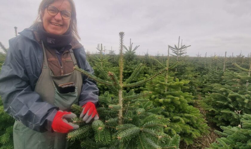 Seine-et-Marne : le succès fou des producteurs de sapins de Noël, qui croulent sous la demande