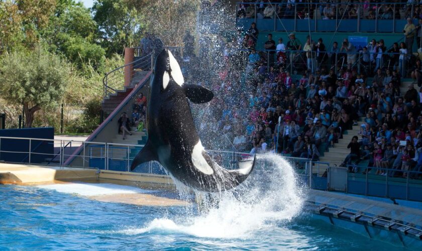 Spectacles de cétacés bientôt interdits : à Antibes, Marineland projette une «fermeture définitive» le 5 janvier