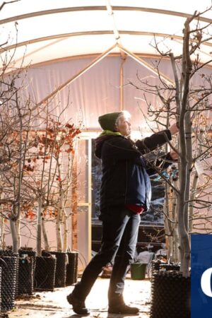 Stressed out trees helping charities restore valuable aspen forests