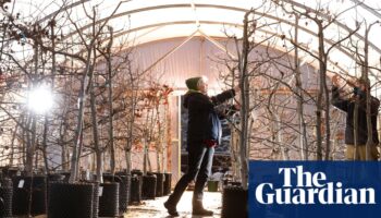 Stressed out trees helping charities restore valuable aspen forests