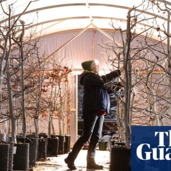 Stressed out trees helping charities restore valuable aspen forests