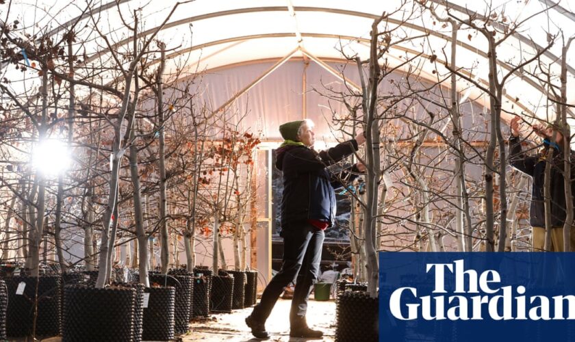 Stressed out trees helping charities restore valuable aspen forests