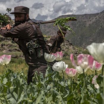 Taliban poppy ban leaves Afghan farmers angry and jobless