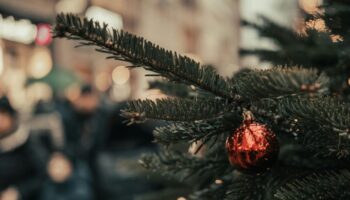 Test – Votre sapin est-il le roi des forêts ou simplement un arbre mort ?