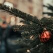 Test – Votre sapin est-il le roi des forêts ou simplement un arbre mort ?