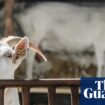 Texas teenager accused of using poison to kill rival’s competition show goat