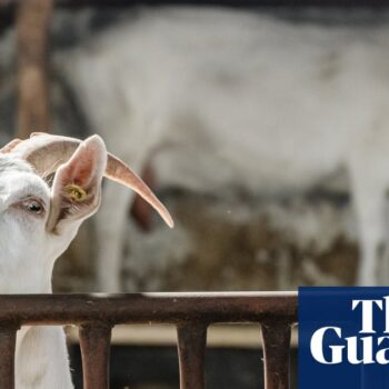 Texas teenager accused of using poison to kill rival’s competition show goat