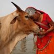 The politics behind India's beef bans