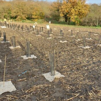 Trafic de terres polluées dans la forêt de Maubuisson : des gens du voyage « aux pratiques mafieuses » arrêtés