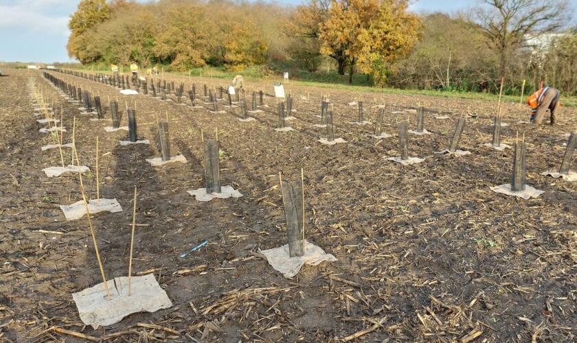 Trafic de terres polluées dans la forêt de Maubuisson : des gens du voyage « aux pratiques mafieuses » arrêtés