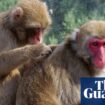 Troop of Japanese monkeys in Tasmanian park to be sterilised and die out amid inbreeding fears