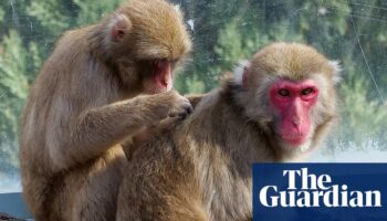 Troop of Japanese monkeys in Tasmanian park to be sterilised and die out amid inbreeding fears